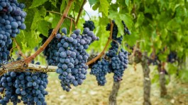 Profesionalna zaštita vinove loze