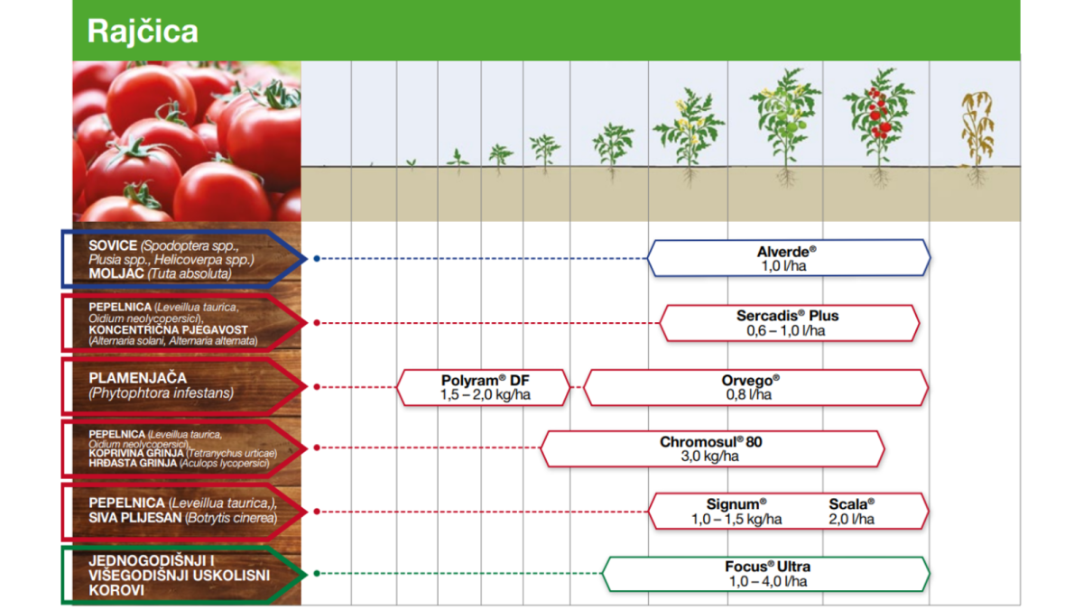 Program zaštite rajčice