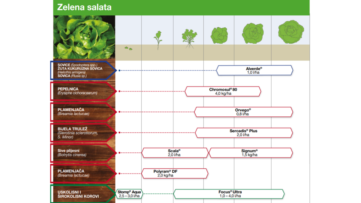 Program zaštite zelene salate