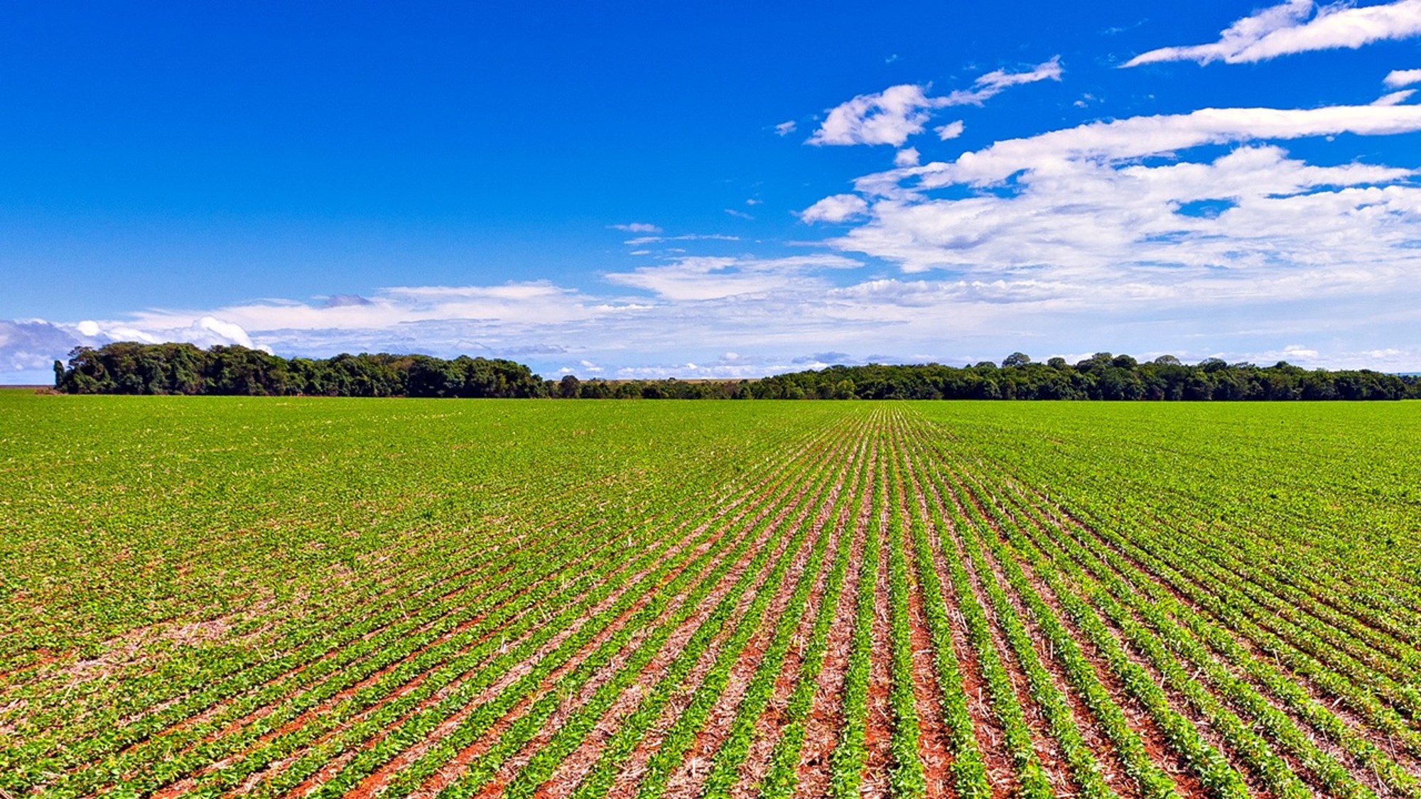 polje-zdravih-usjeva-na-suncu