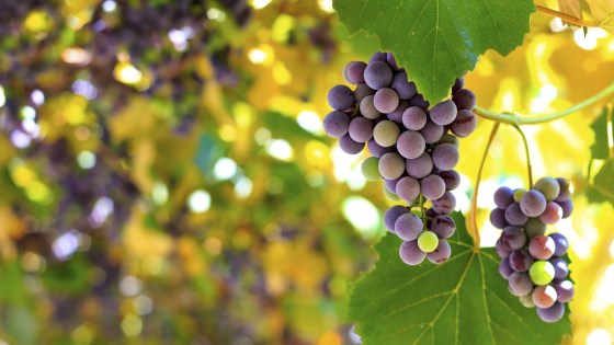 Proizvodi za zaštitu bilja