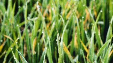 Trostruko ispiranje ambalaže