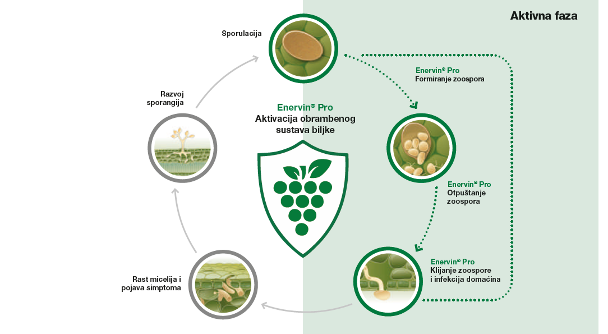 Enervin® Pro - točke djelovanja u razvojnom ciklusu bolesti (plamenjača)