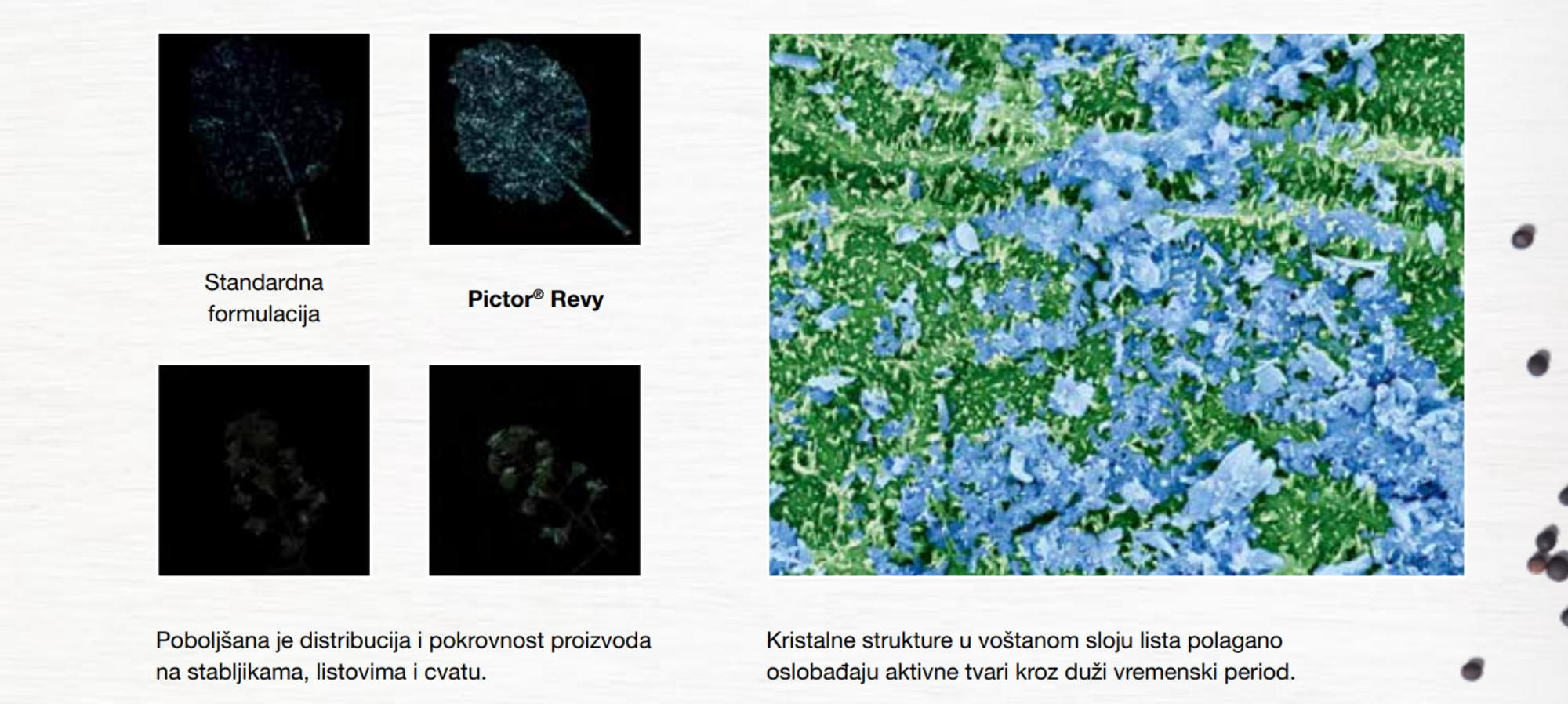 Revysol tehnologija u specijalnoj formulaciji za uljarice