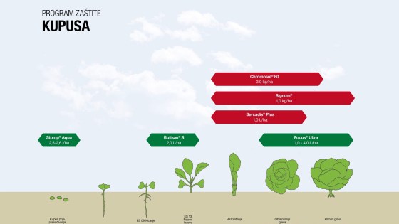 Program zaštite kupusa