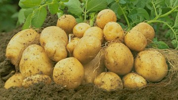Krumpir: Sjemenski
